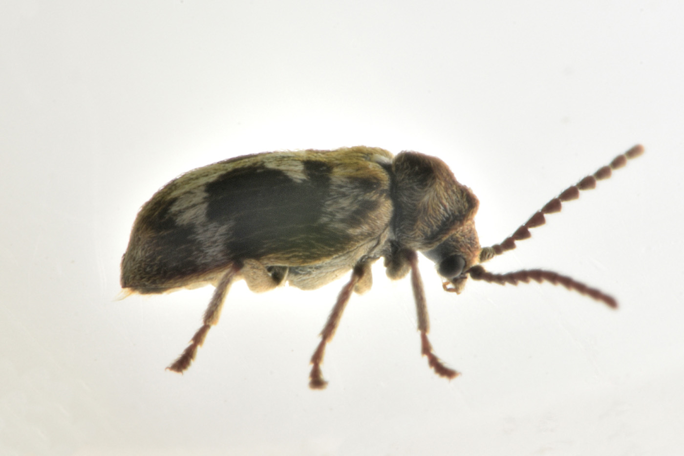 Anobiidae: Ptinomorphus regalis? Sì.